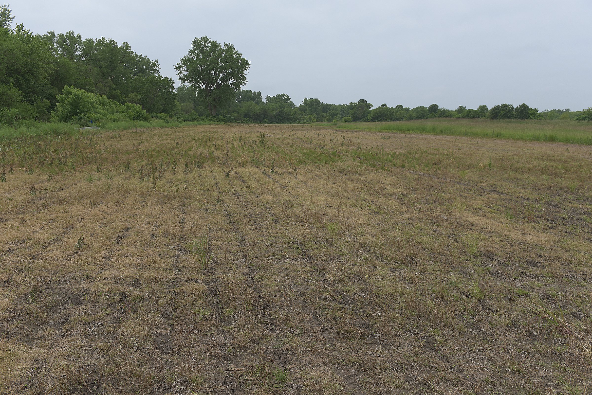 Lake County, Indiana farmland - LAND AUCTION - 147+/- ACRES OFFERED IN 3 TRACTS IN LAKE COUNTY, INDIANA